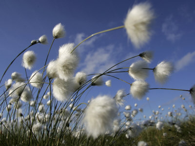 1136316cotton-grass-blowing-in-wind-against-blue-sky-norway-affiches1.jpg